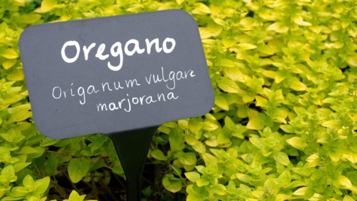 Como Plantar e Cuidar de Orégano